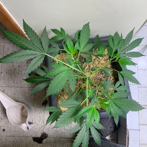 Red Hot Cookies growlog timeline photo