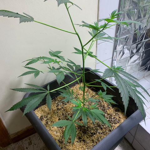 Red Hot Cookies growlog timeline photo