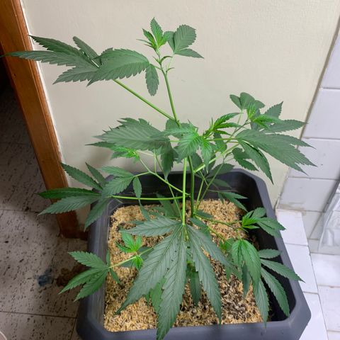 Red Hot Cookies growlog timeline photo
