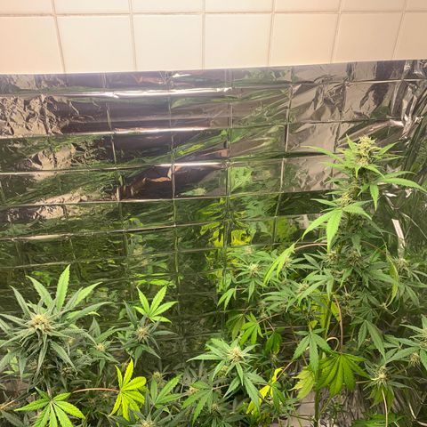 Auto Euforia  growlog timeline photo
