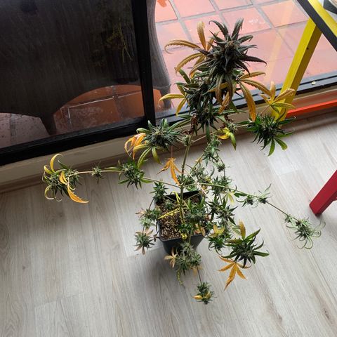Auto Euforia  growlog timeline photo