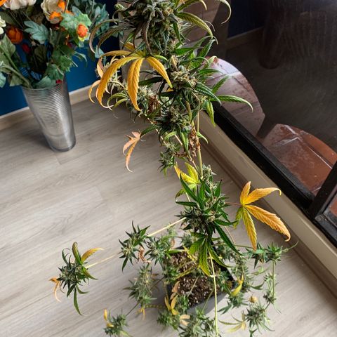 Auto Euforia  growlog timeline photo