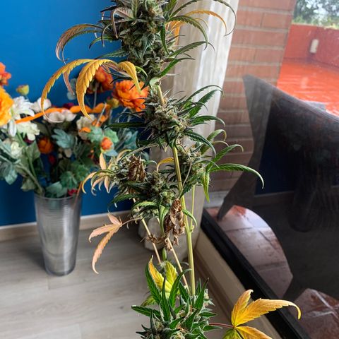 Auto Euforia  growlog timeline photo