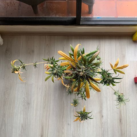 Auto Euforia  growlog timeline photo