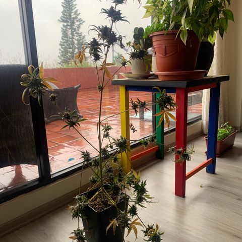 Auto Euforia  growlog timeline photo