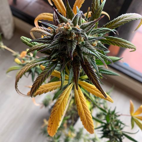 Auto Euforia  growlog timeline photo