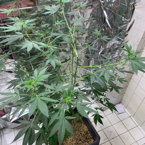 Red Hot Cookies growlog timeline photo