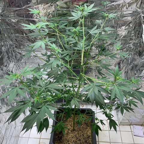 Red Hot Cookies growlog timeline photo