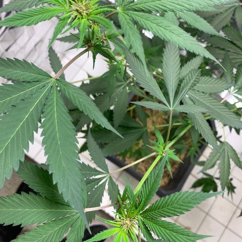Red Hot Cookies growlog timeline photo