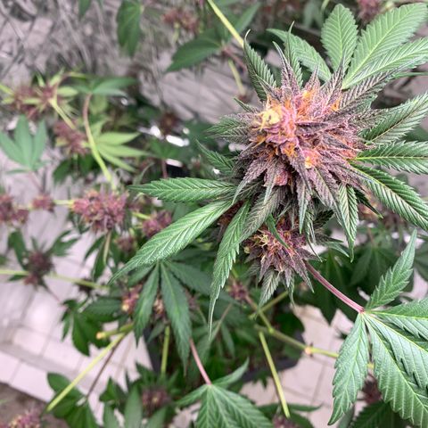 Red Hot Cookies growlog timeline photo