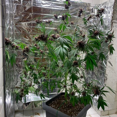 Red Hot Cookies growlog timeline photo