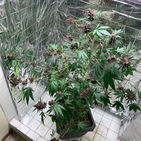 Red Hot Cookies growlog timeline photo