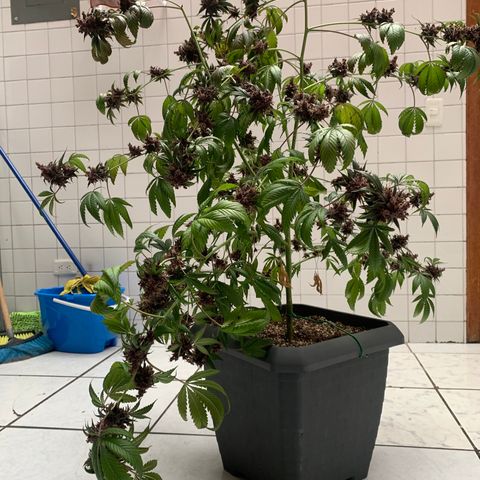 Red Hot Cookies growlog timeline photo