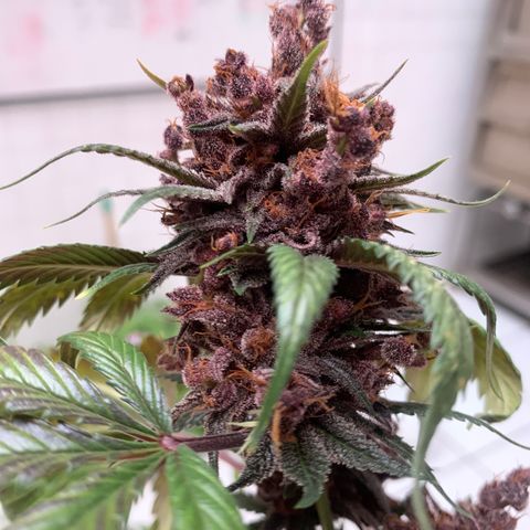 Red Hot Cookies growlog timeline photo