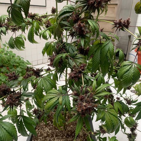 Red Hot Cookies growlog timeline photo