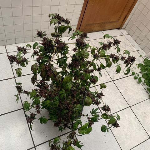 Red Hot Cookies growlog timeline photo