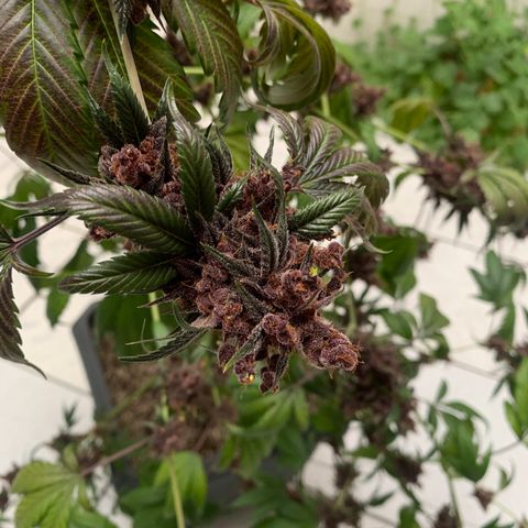 Red Hot Cookies growlog timeline photo