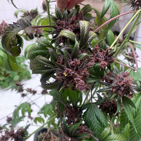 Red Hot Cookies growlog timeline photo