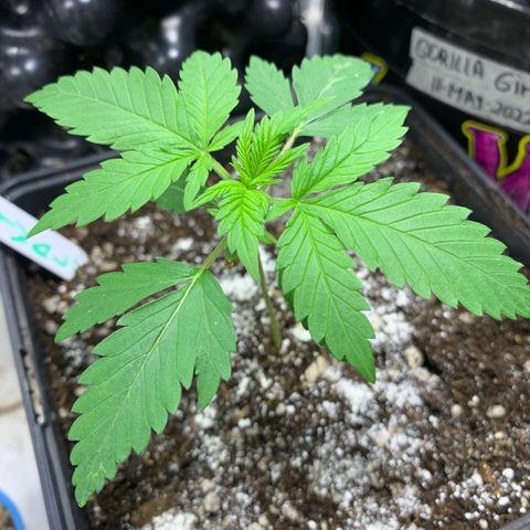 Skywalker Haze growlog timeline photo