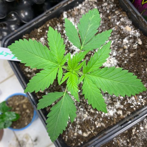 Skywalker Haze growlog timeline photo