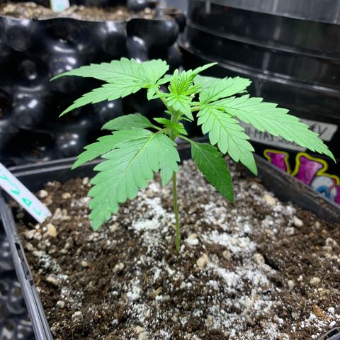 Skywalker Haze growlog timeline photo