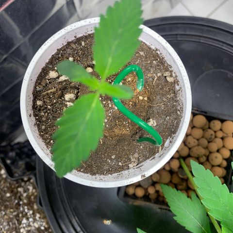 Blue Moby 2  growlog timeline photo