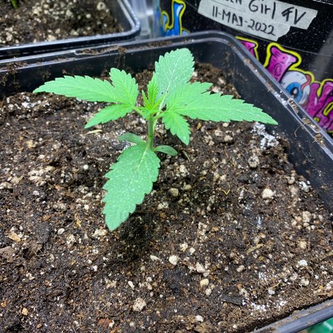 Blue Moby 2  growlog timeline photo