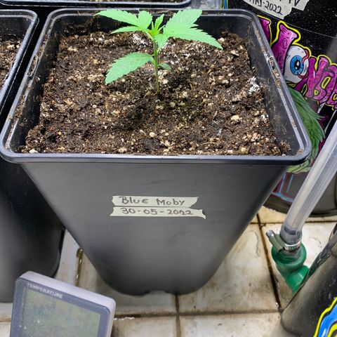 Blue Moby 2  growlog timeline photo