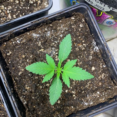 Blue Moby 2  growlog timeline photo