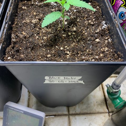 Blue Moby 2  growlog timeline photo