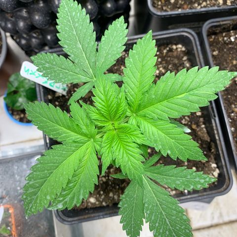 Skywalker Haze growlog timeline photo