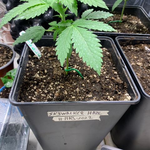 Skywalker Haze growlog timeline photo