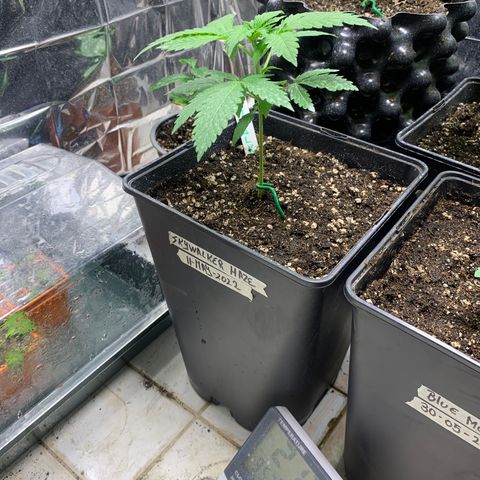 Skywalker Haze growlog timeline photo