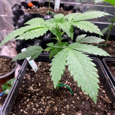 Skywalker Haze growlog timeline photo