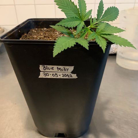 Blue Moby 2  growlog timeline photo
