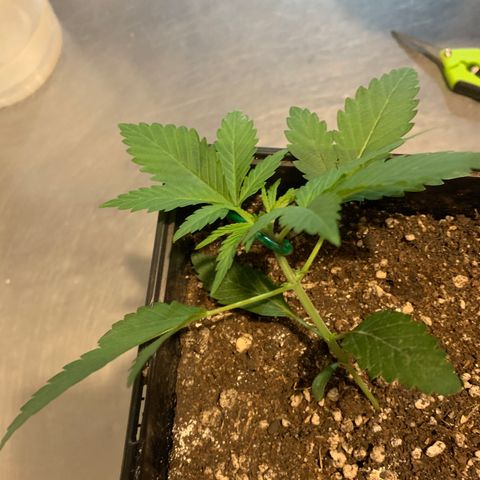 Blue Moby 2  growlog timeline photo