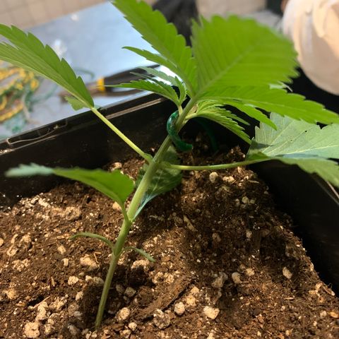 Blue Moby 2  growlog timeline photo