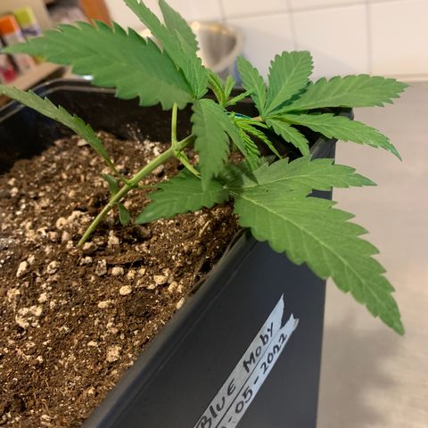 Blue Moby 2  growlog timeline photo