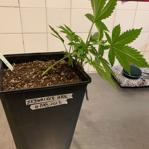 Skywalker Haze growlog timeline photo