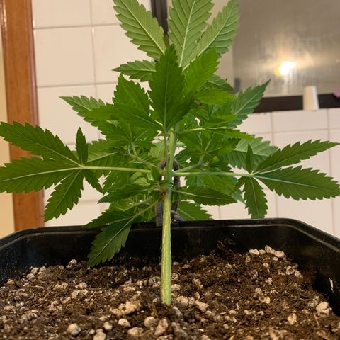 Skywalker Haze growlog timeline photo