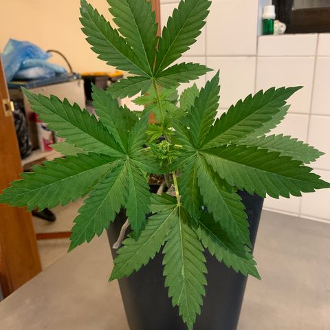 Skywalker Haze growlog timeline photo
