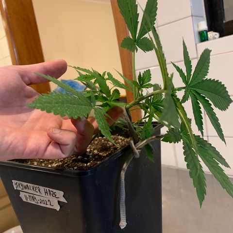 Skywalker Haze growlog timeline photo