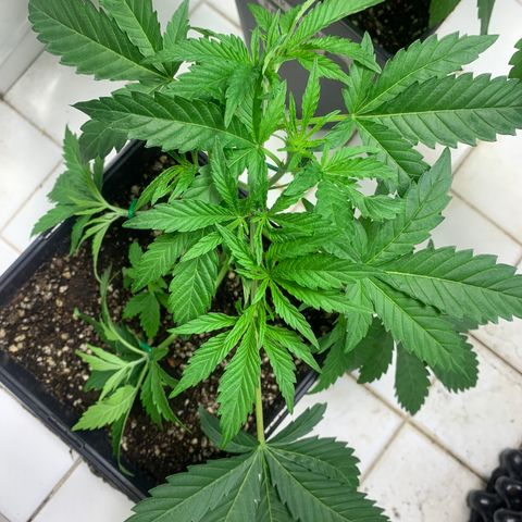 Blue Moby 2  growlog timeline photo