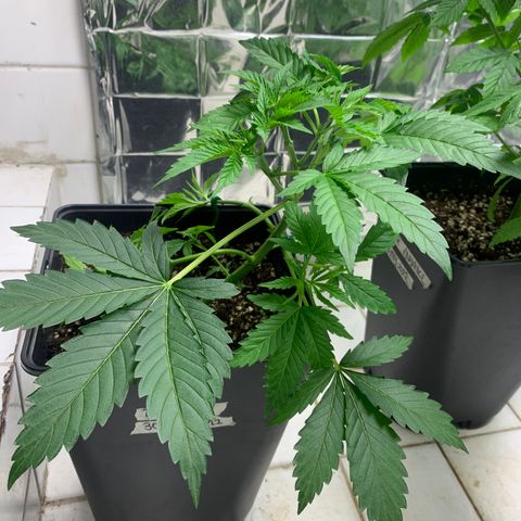 Blue Moby 2  growlog timeline photo