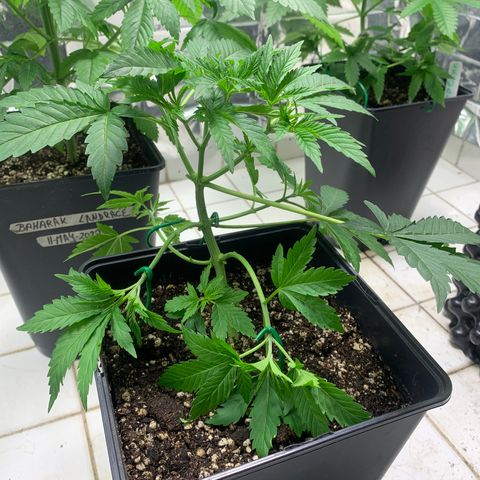 Blue Moby 2  growlog timeline photo