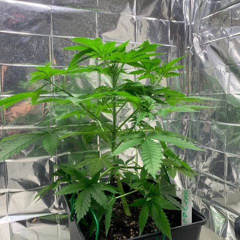 Skywalker Haze growlog timeline photo