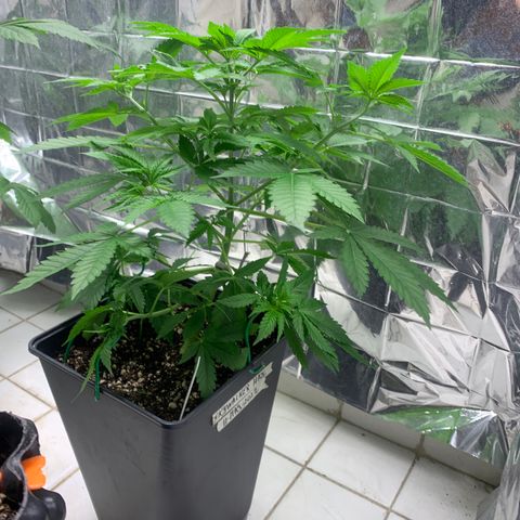 Skywalker Haze growlog timeline photo