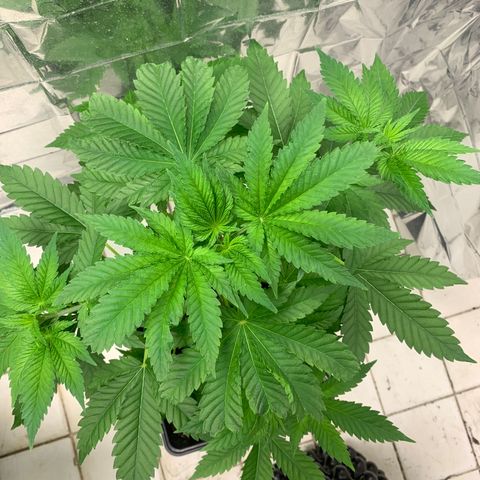 Skywalker Haze growlog timeline photo