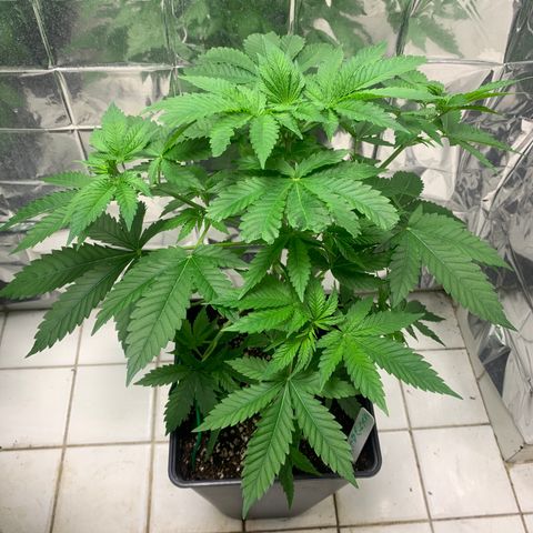 Skywalker Haze growlog timeline photo