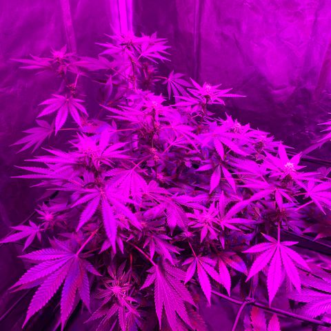 Skywalker Haze growlog timeline photo